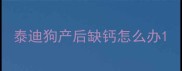 泰迪狗产后缺钙怎么办
