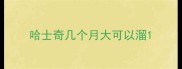 哈士奇几个月大可以溜