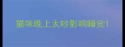 猫咪晚上太吵影响睡觉