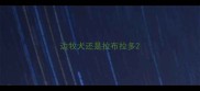 边牧犬还是拉布拉多