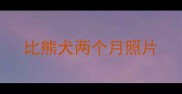 比熊犬两个月照片