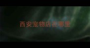 西安宠物店在哪里