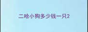 二哈小狗多少钱一只