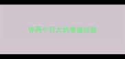 养两个月大的泰迪经验