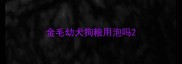 金毛幼犬狗粮用泡吗