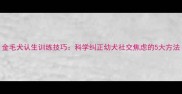 金毛犬认生训练技巧科学纠正幼犬社交焦虑的5大方法