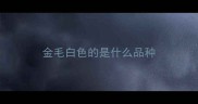 金毛白色的是什么品种