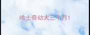 哈士奇幼犬三个月