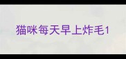 猫咪每天早上炸毛