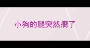小狗的腿突然瘸了