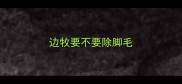 边牧要不要除脚毛