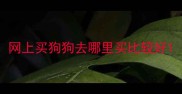 网上买狗狗去哪里买比较好