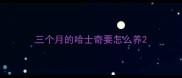 三个月的哈士奇要怎么养