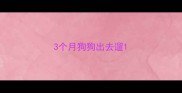 3个月狗狗出去遛
