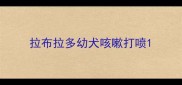 拉布拉多幼犬咳嗽打喷