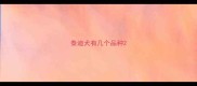 泰迪犬有几个品种