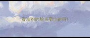 泰迪狗的胎毛要全剃吗