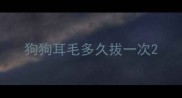 狗狗耳毛多久拔一次