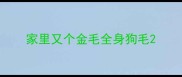 家里又个金毛全身狗毛