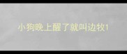 小狗晚上醒了就叫边牧