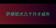 萨摩耶犬几个月才成年