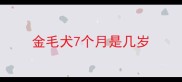 金毛犬7个月是几岁