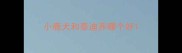 小鹿犬和泰迪养哪个好