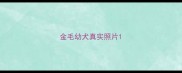 金毛幼犬真实照片