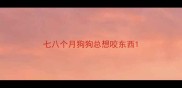 七八个月狗狗总想咬东西