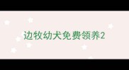 边牧幼犬免费领养