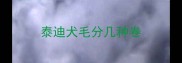 泰迪犬毛分几种卷