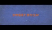 宠物猫要打哪些疫苗