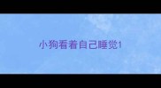小狗看着自己睡觉
