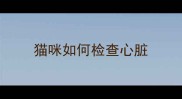 猫咪如何检查心脏
