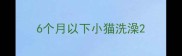 6个月以下小猫洗澡