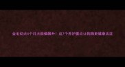 金毛幼犬4个月大颜值飙升这7个养护要点让狗狗更健康活泼