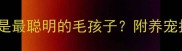 宠物貂VS狗谁才是最聪明的毛孩子附养宠指南附最新对比
