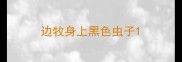 边牧身上黑色虫子