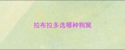 拉布拉多选哪种狗窝