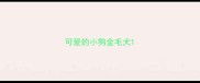 可爱的小狗金毛犬