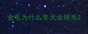 金毛为什么冬天会掉毛