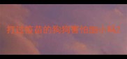 打过疫苗的狗狗害怕细小吗