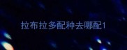 拉布拉多配种去哪配