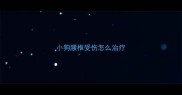小狗腰椎受伤怎么治疗