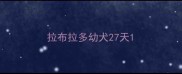 拉布拉多幼犬27天