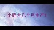 小鹿犬几个月生产