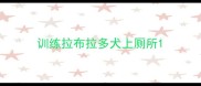 训练拉布拉多犬上厕所