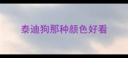 泰迪狗那种颜色好看