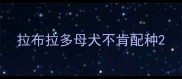 拉布拉多母犬不肯配种
