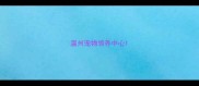 温州宠物领养中心